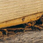 Pest Control - group of bees