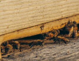 Diy Pest Control for Trees: Safe and Effective Methods
