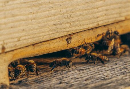 Pest Control - group of bees