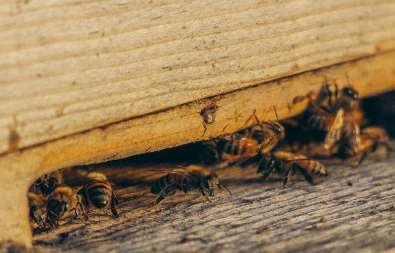 Pest Control - group of bees