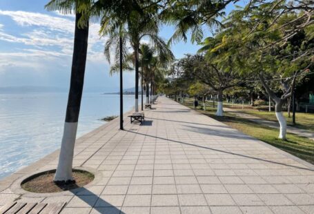 Tree Protection - a sidewalk with benches and palm trees along the water