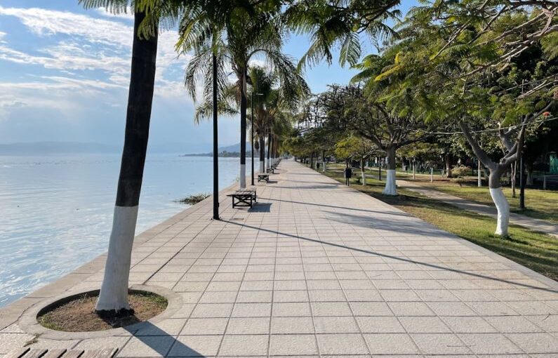 Tree Protection - a sidewalk with benches and palm trees along the water