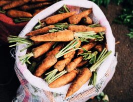 Soil Testing and Amendment for Trees: a Diy Approach