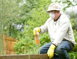 Making Your Own Organic Fertilizers for Trees