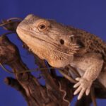 Branch Repurpose - brown bearded dragon perch on tree branch