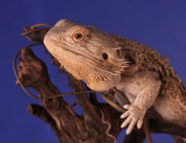 Repurposing Pruned Branches: Creative Ideas