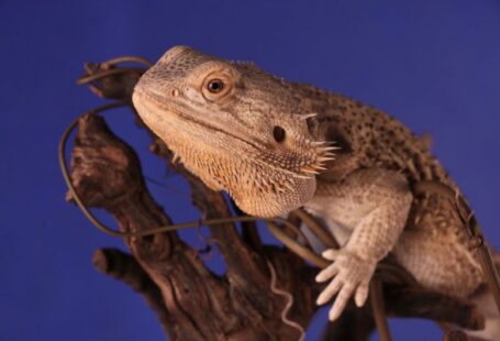 Branch Repurpose - brown bearded dragon perch on tree branch