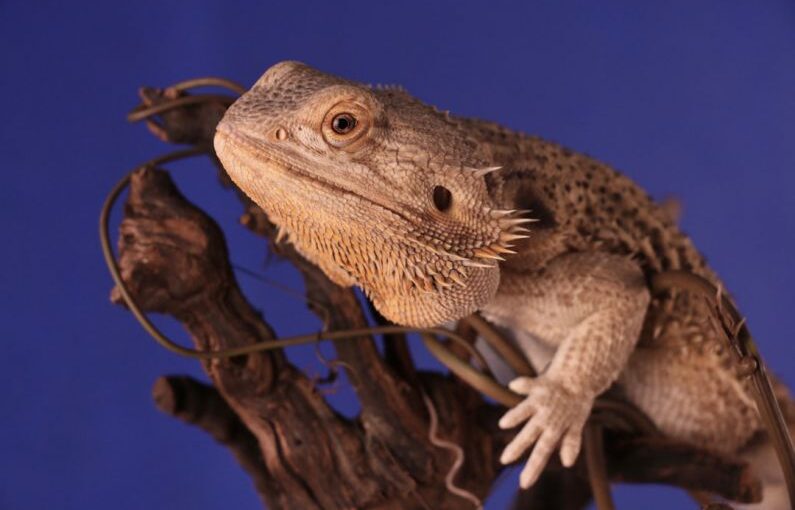 Branch Repurpose - brown bearded dragon perch on tree branch