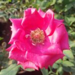 Pruning Tools - a close up of a pink rose in a garden