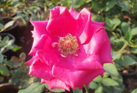 Pruning Tools - a close up of a pink rose in a garden