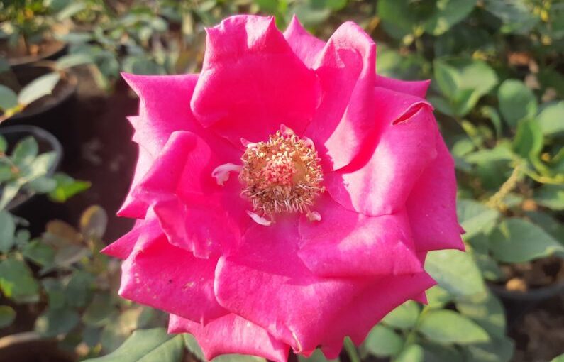 Pruning Tools - a close up of a pink rose in a garden