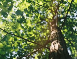 Trimming Trees for Health and Aesthetics