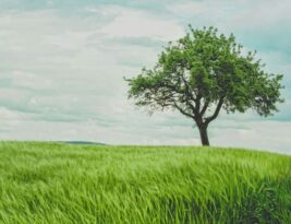 Pruning Young Trees for Strong Structure