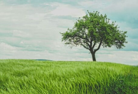 Young Tree Pruning - green tree on grassland during daytime