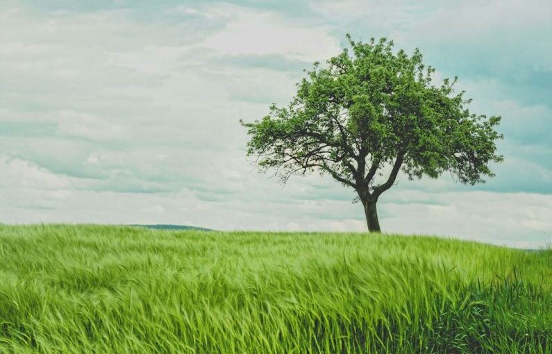 Young Tree Pruning - green tree on grassland during daytime