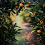 Fruit Tree Pruning - physalis fruits