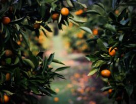 Maximizing Fruit Production through Pruning