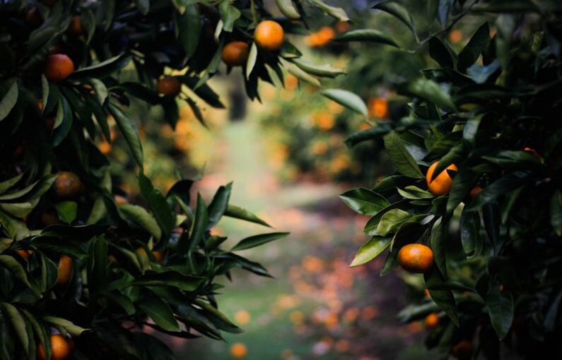 Fruit Tree Pruning - physalis fruits
