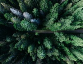 Deciduous Vs. Evergreen: Pruning Practices