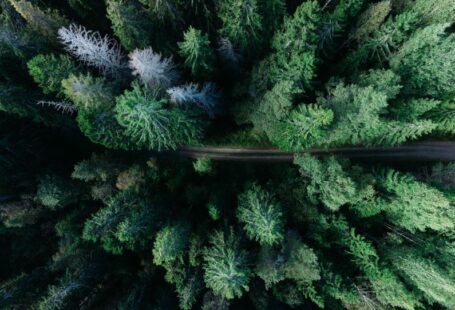 Deciduous Evergreen - low angle photo of pine trees