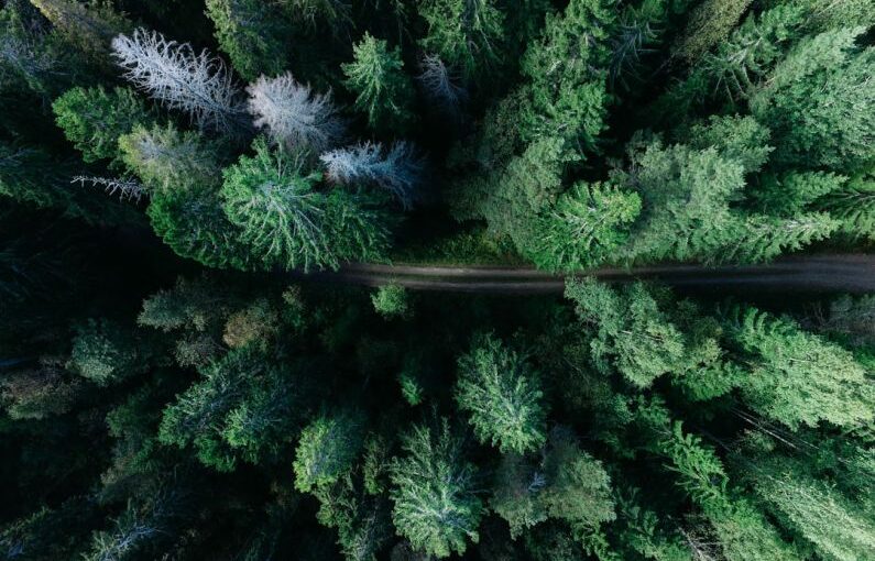 Deciduous Evergreen - low angle photo of pine trees