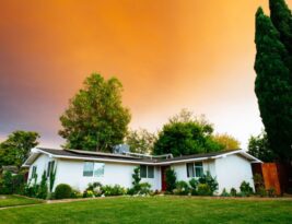 Renovating Old or Neglected Trees through Pruning