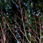 Seasonal Pruning - a close up of a tree with red leaves