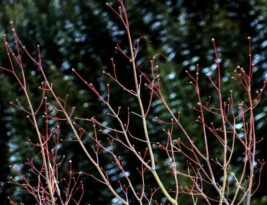Seasonal Pruning: What to Trim and When