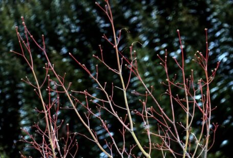 Seasonal Pruning - a close up of a tree with red leaves