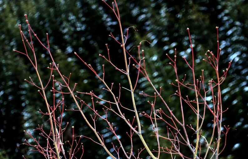 Seasonal Pruning - a close up of a tree with red leaves