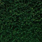 Overgrown Shrub - closeup photo of green leafed tree