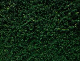 How to Handle Overgrown Shrubs and Trees