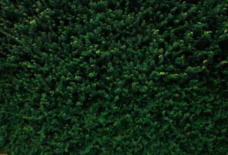 Overgrown Shrub - closeup photo of green leafed tree