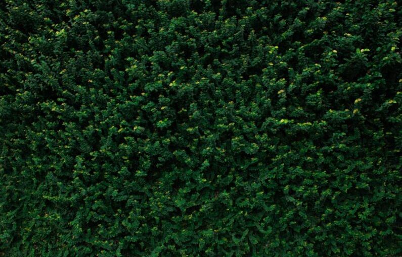 Overgrown Shrub - closeup photo of green leafed tree
