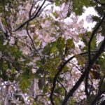 Diseased Tree - green-leafed tree