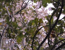 Identifying Common Tree Diseases Early