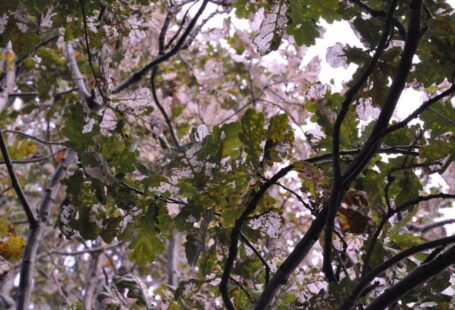 Diseased Tree - green-leafed tree