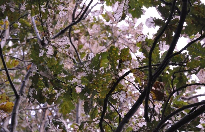 Diseased Tree - green-leafed tree