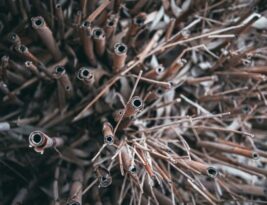 Dealing with Root Rot in Landscape Trees