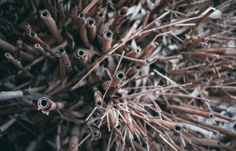 Root Rot - a close up of a bunch of sticks and needles