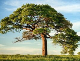 Detecting and Managing Tree Cankers