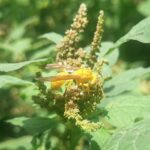 Pest Prevention - a close up of a yellow insect on a plant