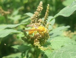 Preventing Pest Infestations That Lead to Disease