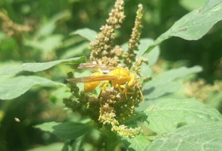Pest Prevention - a close up of a yellow insect on a plant