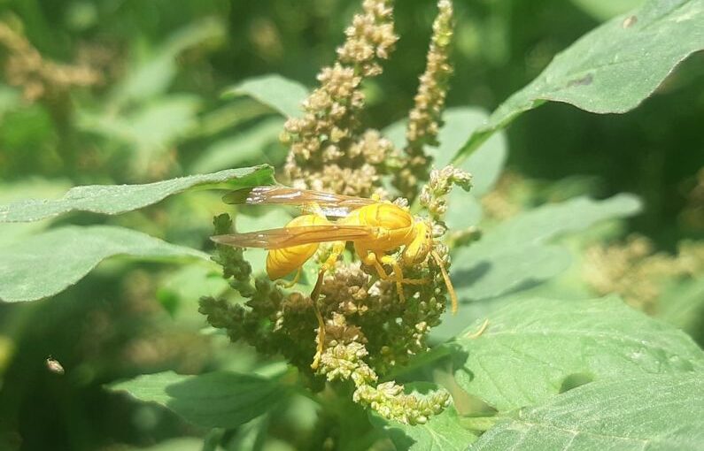 Pest Prevention - a close up of a yellow insect on a plant