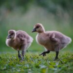 Tree Vaccination - two brown ducklings on green grass during daytime