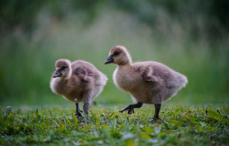 Tree Vaccination - two brown ducklings on green grass during daytime