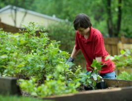 Soil Health and Its Impact on Tree Diseases