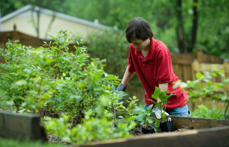 Soil Health - boy in red crew neck t-shirt and blue denim jeans sitting on brown wooden bench