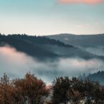 Landscape Planning - a view of a foggy mountain with trees in the foreground